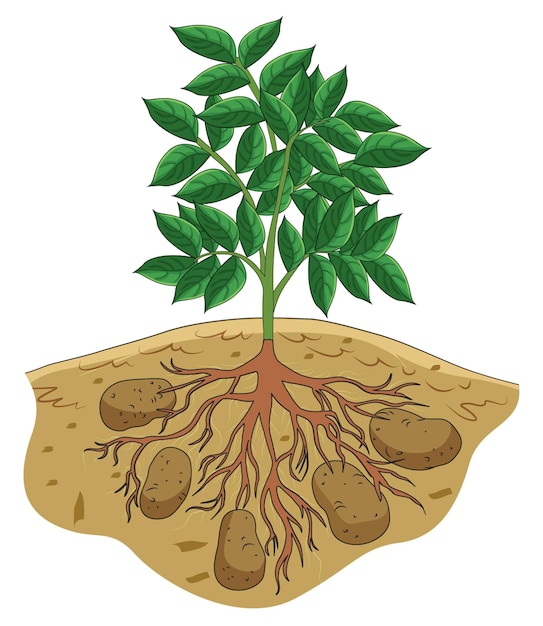 Diagram met plantendelen - wortels, bladeren en stengel