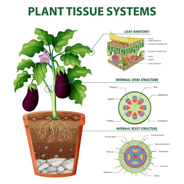 Diagram met plantenweefselsystemen