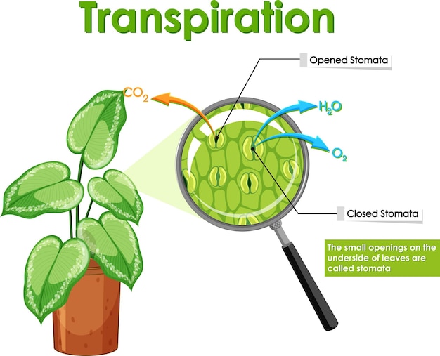 Diagram met transpiratie in planten