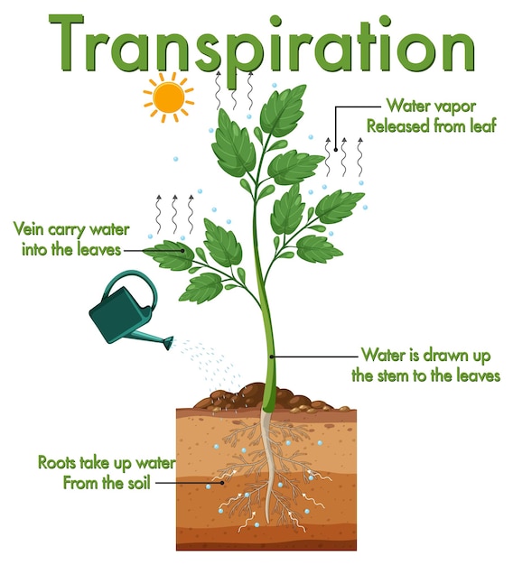 Diagram met transpiratie van planten