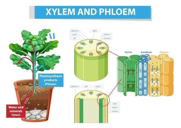 Diagram met xyleem en floëem in plant