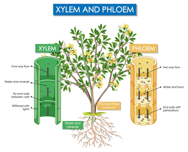 Diagram met xyleem- en floëemplant