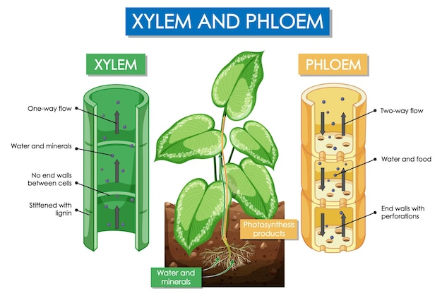 Vector diagram met xyleem- en floëemplant