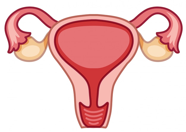 女性の子宮の図