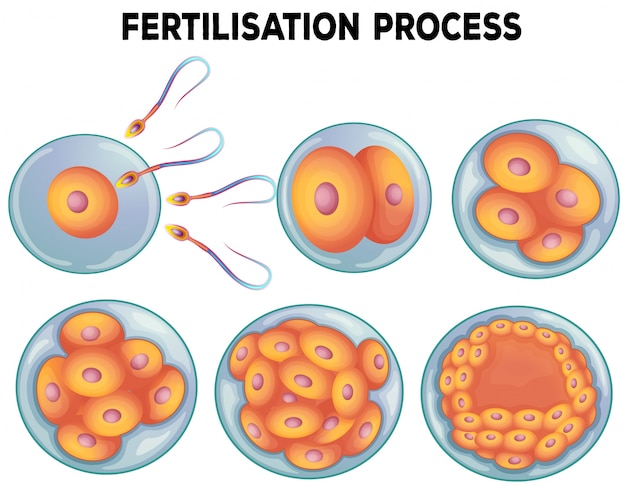 Схема процесса оплодотворения
