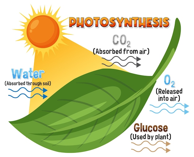 Diagram of photosynthesis for biology and life science education