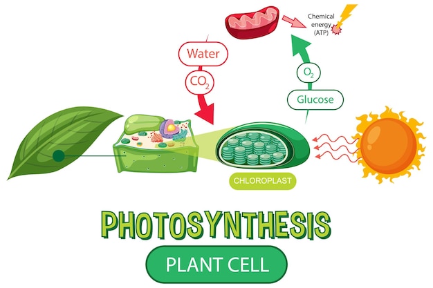 Vector diagram of photosynthesis for biology and life science education