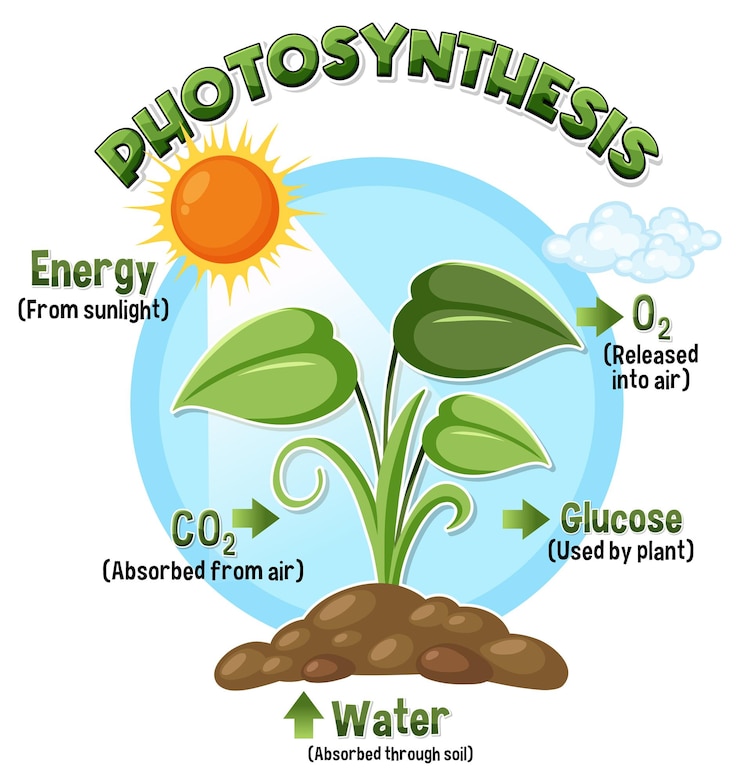 Vector diagram of photosynthesis for biology and life science education