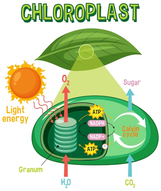 Diagram of photosynthesis for biology and life science education