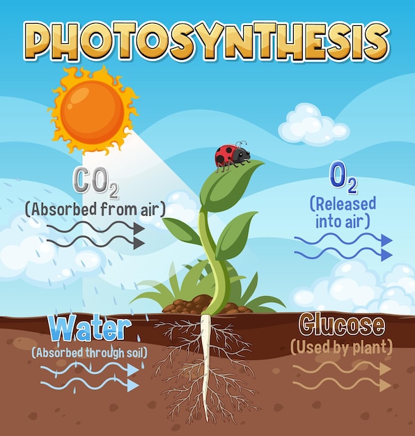 Vector diagram of photosynthesis for biology and life science education