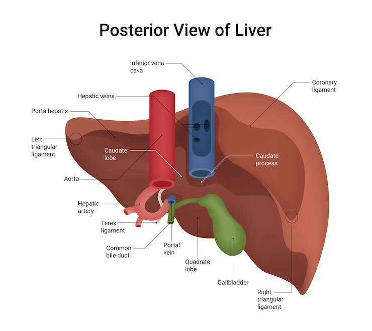 Vector diagram of posterior view of liver