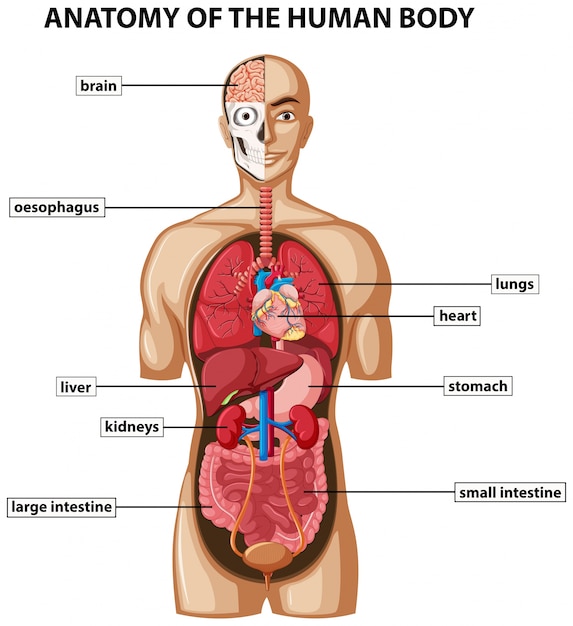 이름이있는 인체 해부학을 보여주는 다이어그램