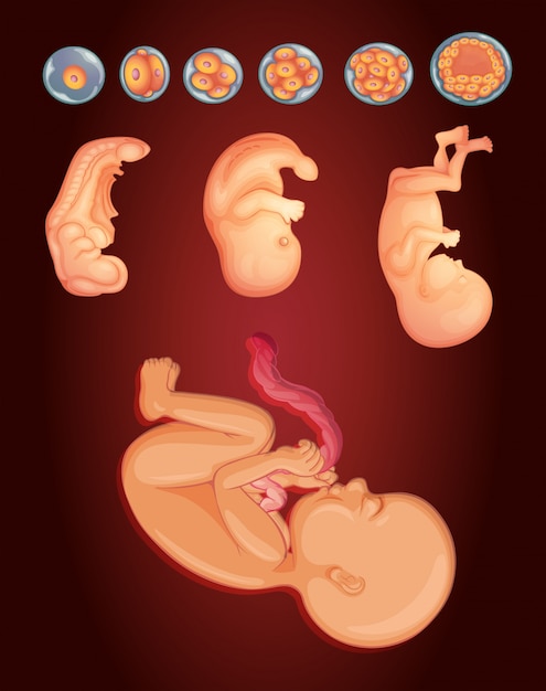 Vettore diagramma che mostra il bambino che cresce all'interno dell'utero della donna