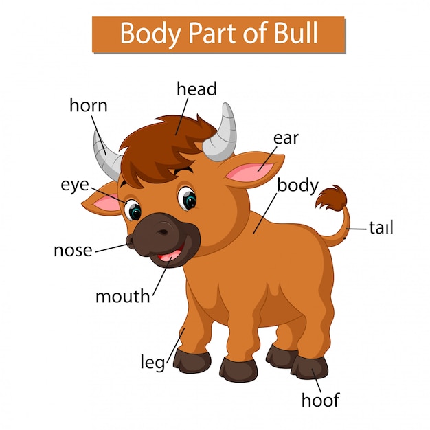 Diagramma che mostra la parte del corpo del toro