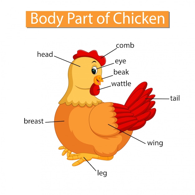 Diagramma che mostra la parte del corpo del pollo