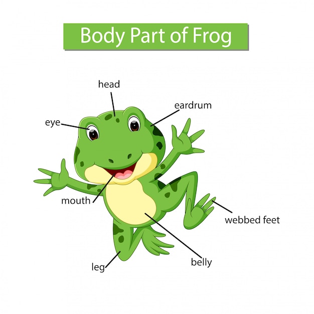 Diagramma che mostra la parte del corpo della rana