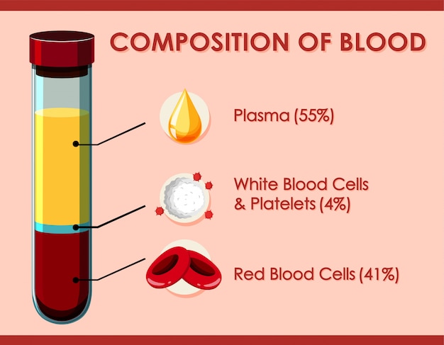 Vector diagram showing composition of blood