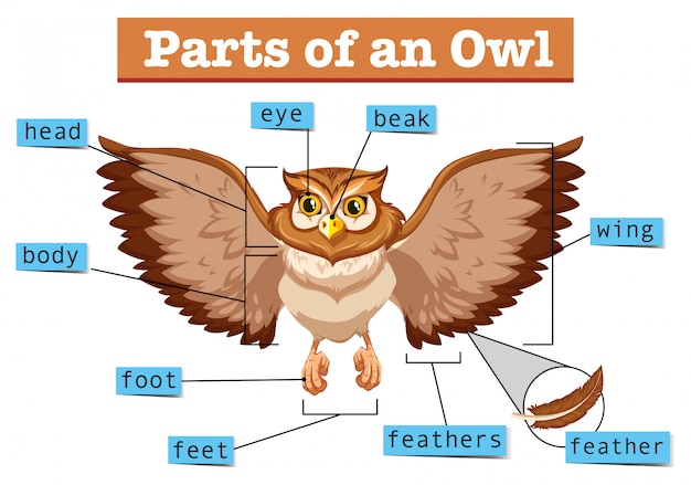 Диаграмма, показывающая разные части совы