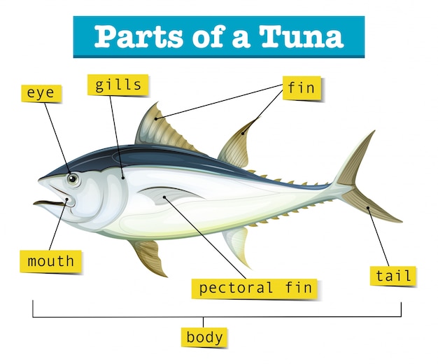 Vector diagram showing different parts of tuna