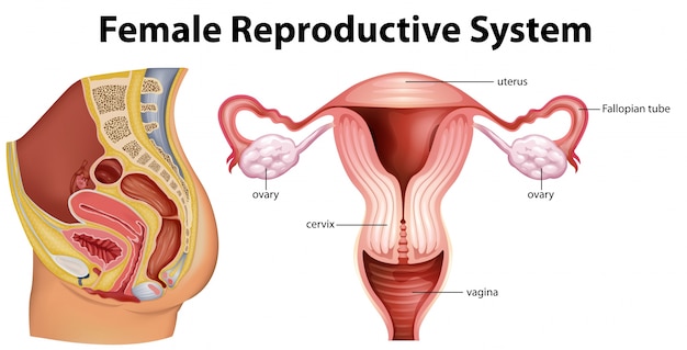 Vector diagram showing female reproductive system illustration