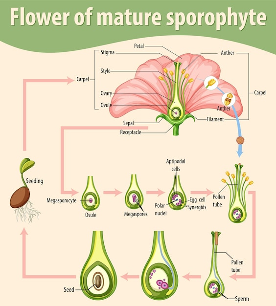 Vector diagram showing flower of mature sporophyte