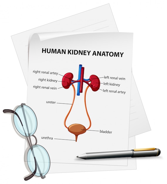 紙の上の人間の腎臓の解剖学を示す図