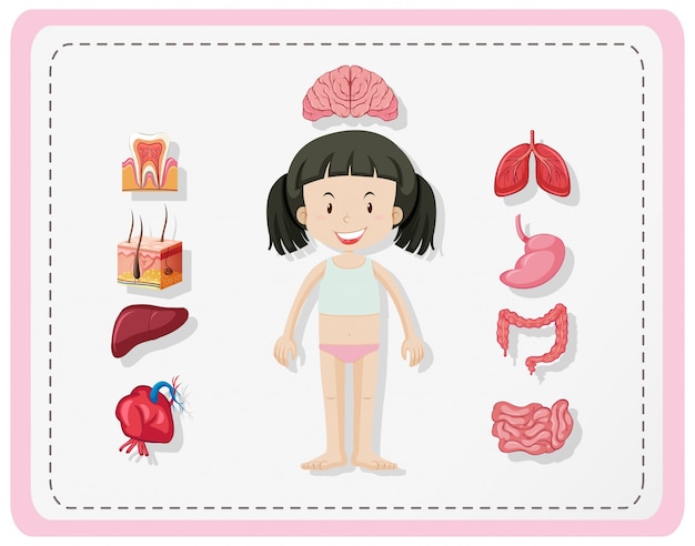 Vector diagram showing human parts of girl