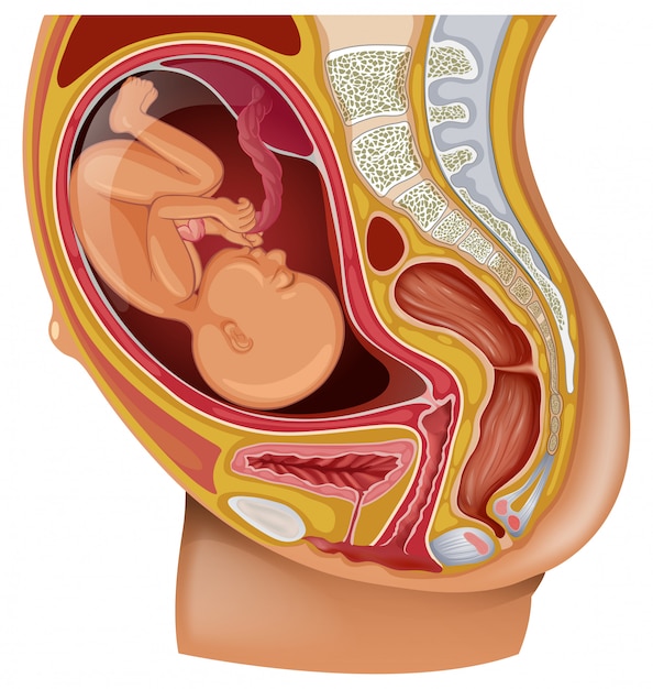 Diagram showing kid in woman womb