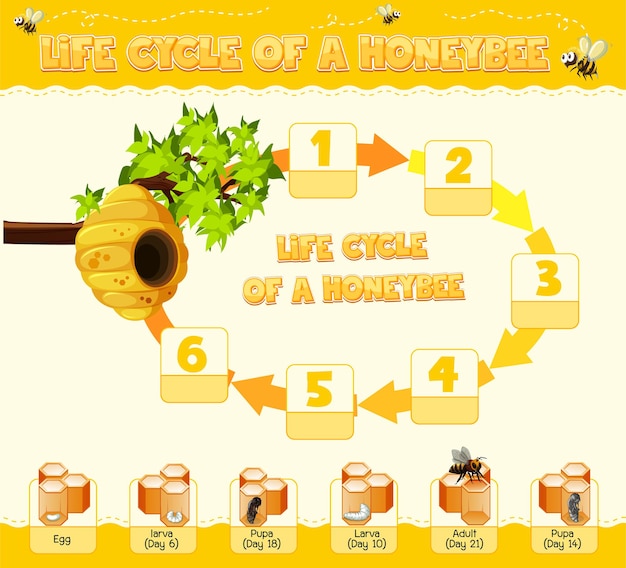 Vector diagram showing life cycle of honey bee