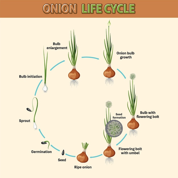 Vettore diagramma che mostra il ciclo di vita della cipolla