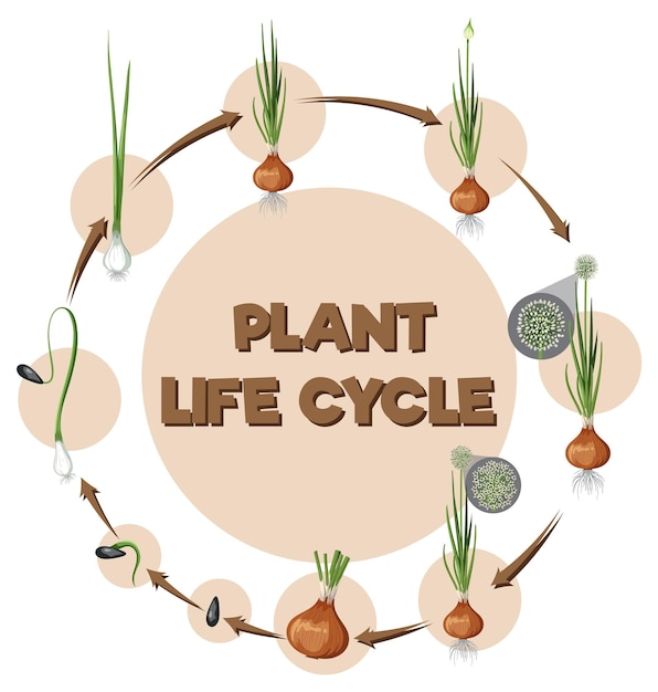 Diagram showing onion life cycle