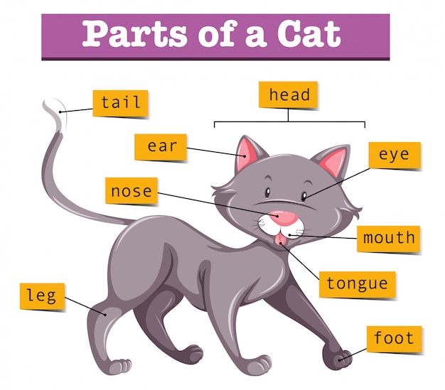 Diagram showing parts of cat