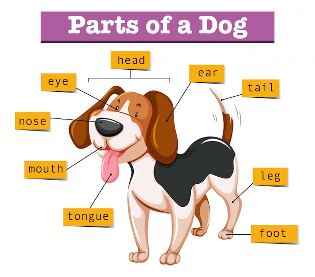 Vector diagram showing parts of dog