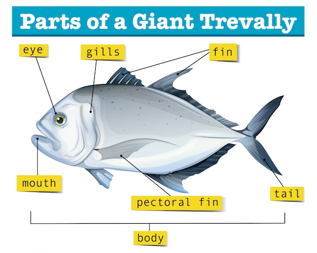 Vettore diagramma che mostra parti del gigante trevally