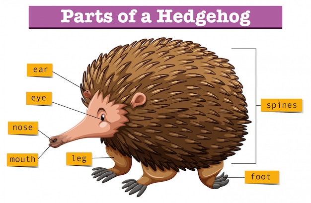 Vector diagram showing parts of hedgehog