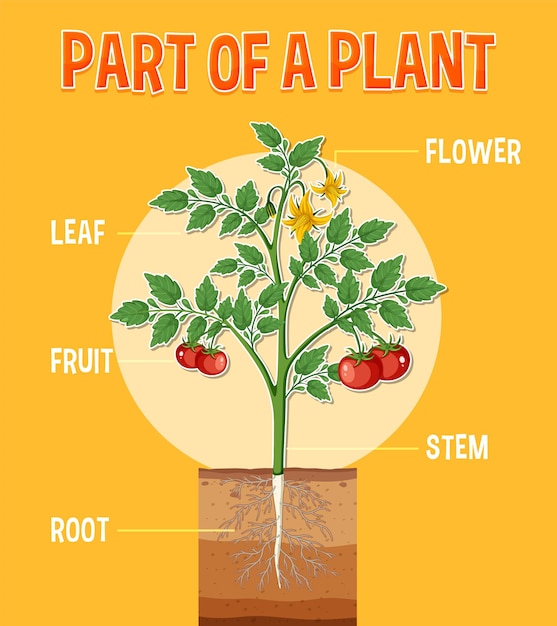 ベクトル 植物の一部を示す図