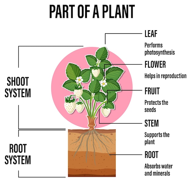 ベクトル 植物の一部を示す図