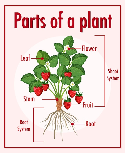 ベクトル 植物の一部を示す図