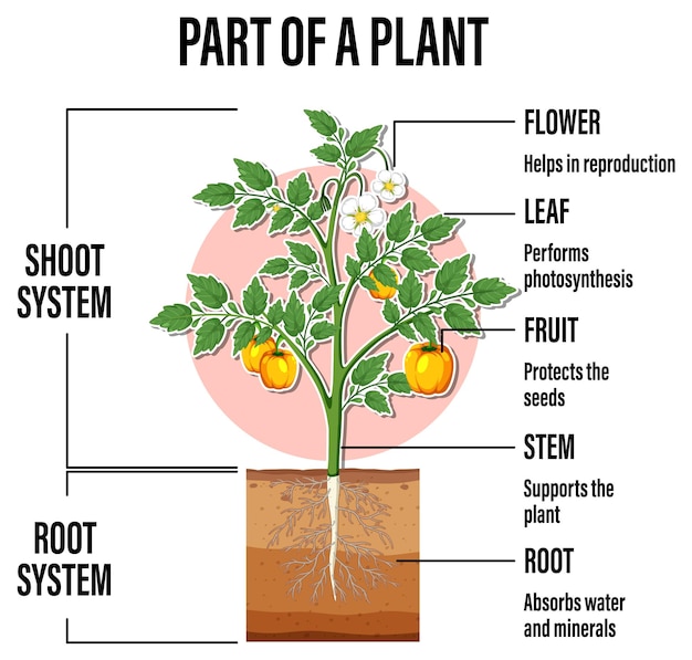 ベクトル 植物の一部を示す図