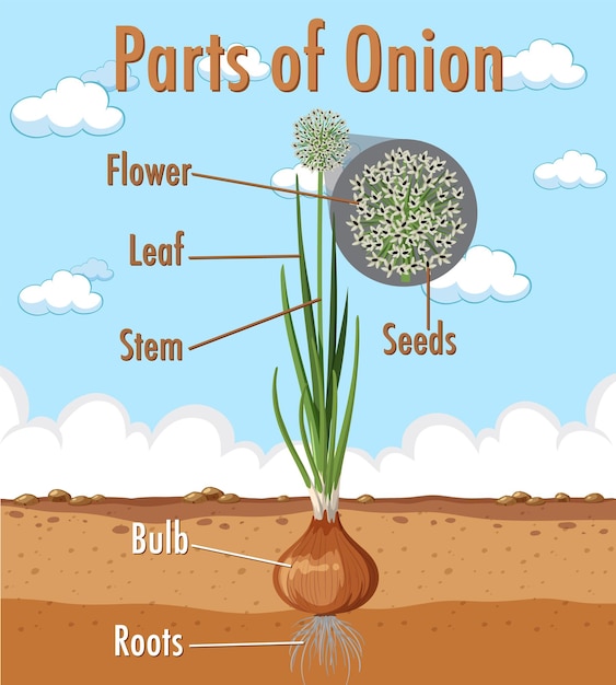 Diagram showing parts of onion