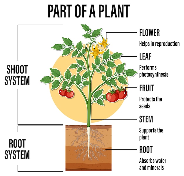 Vector diagram showing parts of a plant