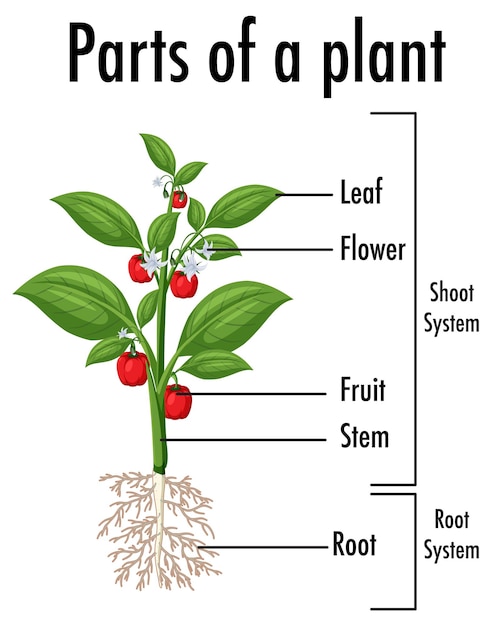 Vector diagram showing parts of a plant