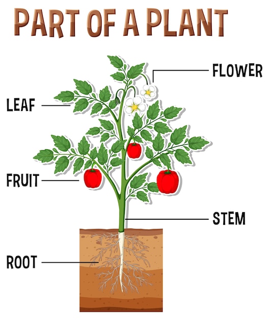 Diagram showing parts of a plant