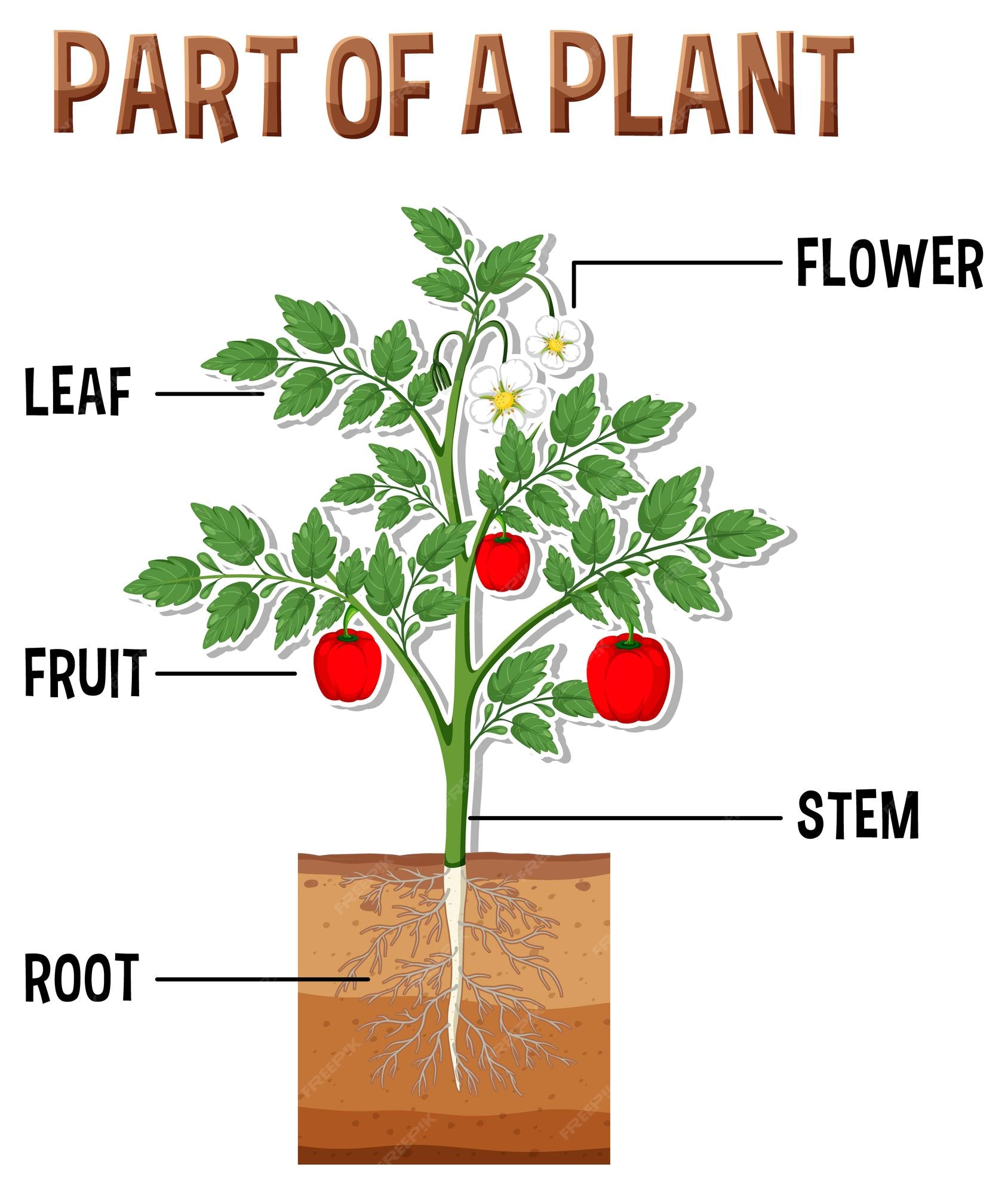 Premium Vector | Diagram showing parts of a plant