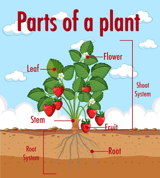 Diagram showing parts of a plant