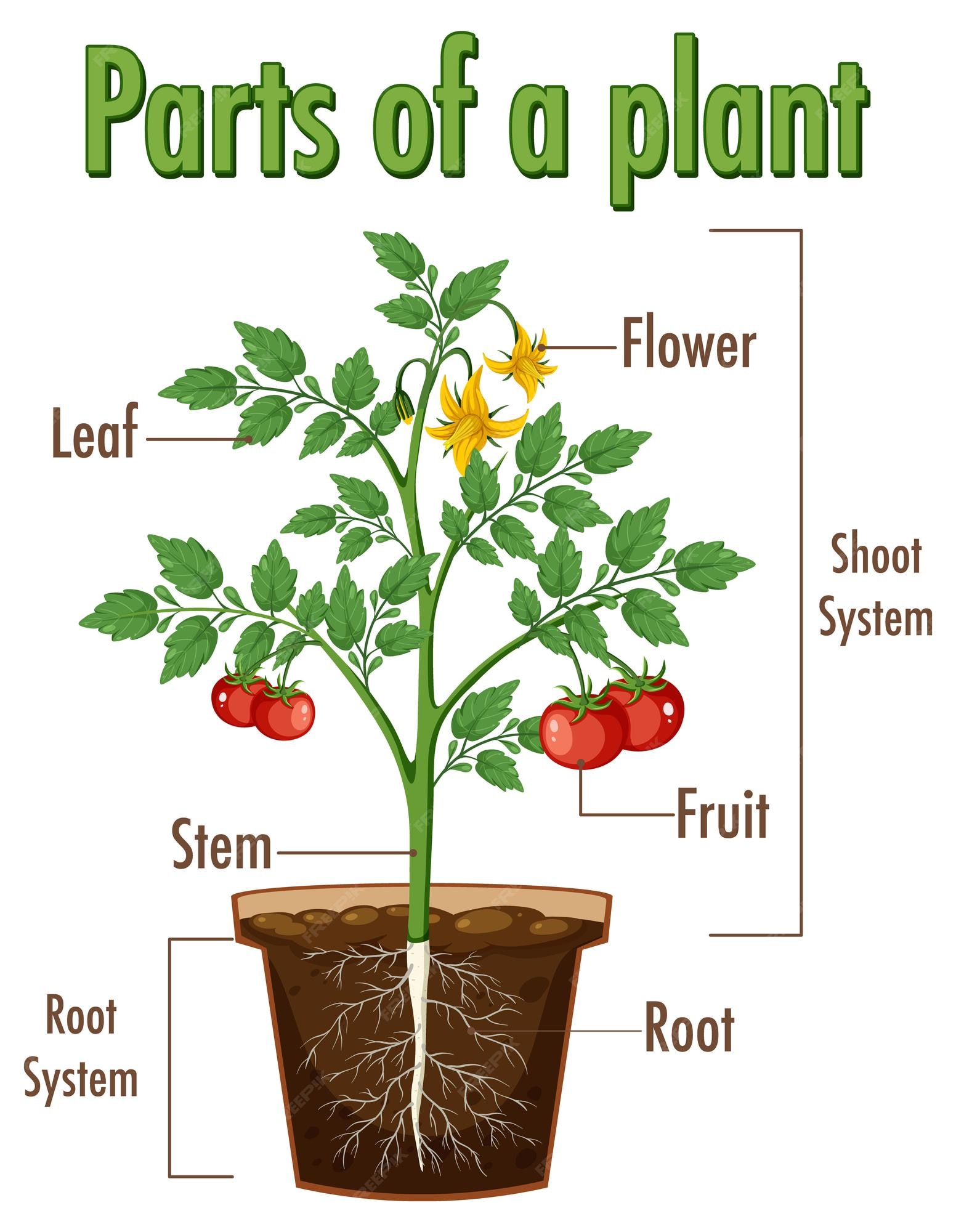 Trekker binnenplaats Luxe Premium Vector | Diagram showing parts of a plant