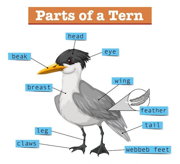 Vector diagram showing parts of tern