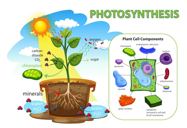 Vettore diagramma che mostra la fotosintesi nelle piante