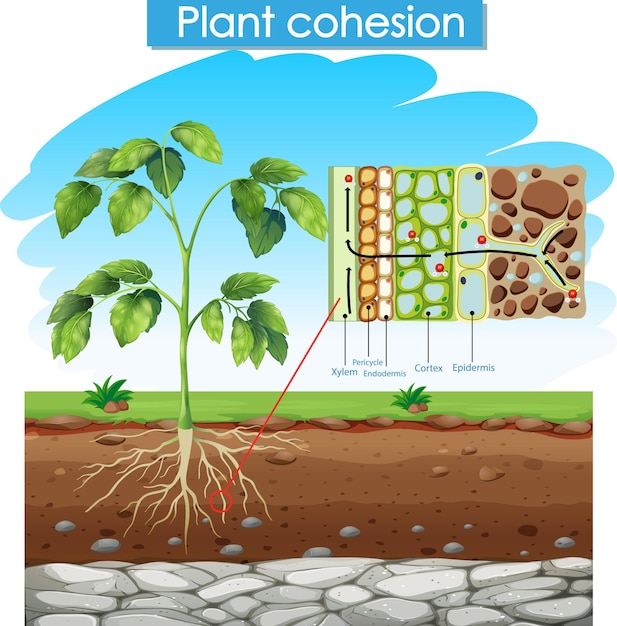 Vettore diagramma che mostra la coesione delle piante