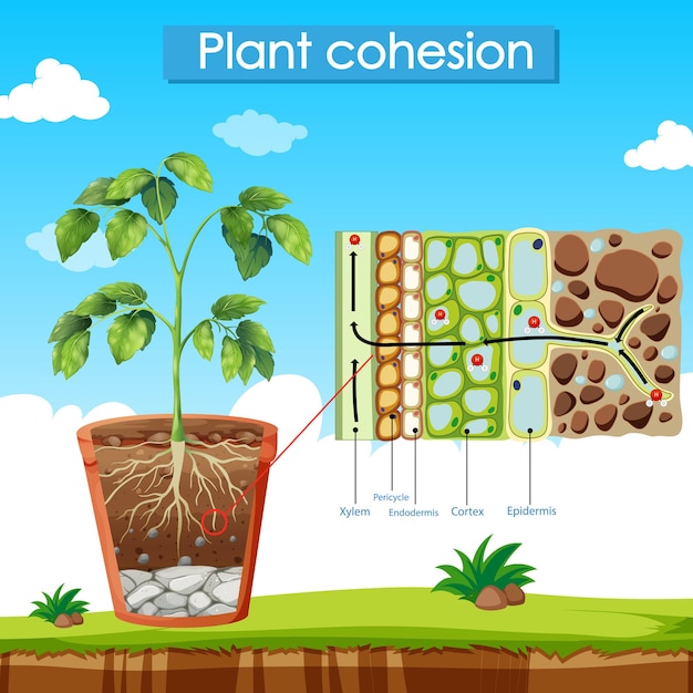 植物の凝集を示す図